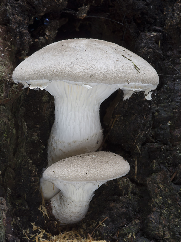 Pleurotus dryinus